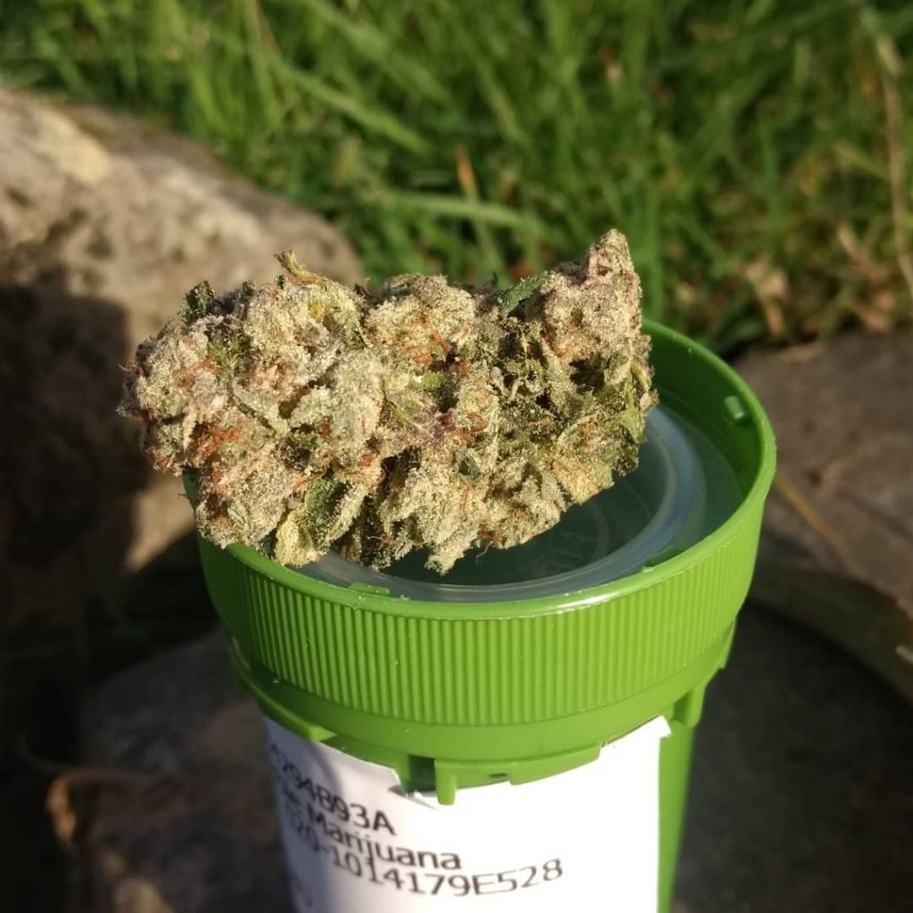 Strain Review: Elephant Ears by Eastwood Gardens - The Highest Critic