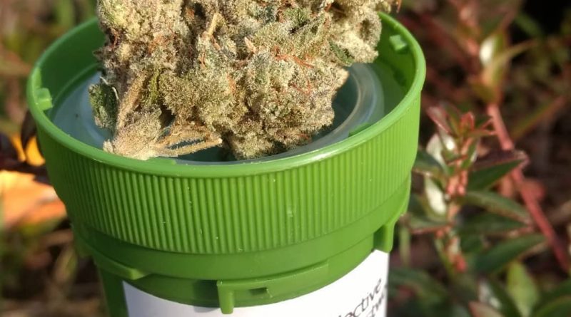 elephant ears by eastwood gardens strain review by pdxstoneman