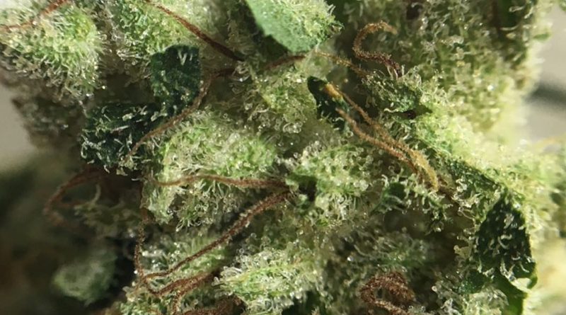fish whistle by one plant strain review by indicadam