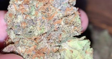 foul mouth by dungeons vault genetics strain review by thatcutecannacouple