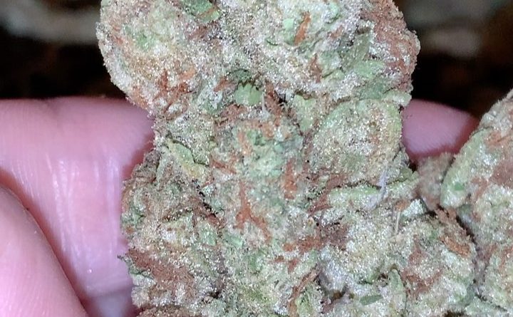fruit punch by heavyweight seeds strain review by thatcutecannacouple