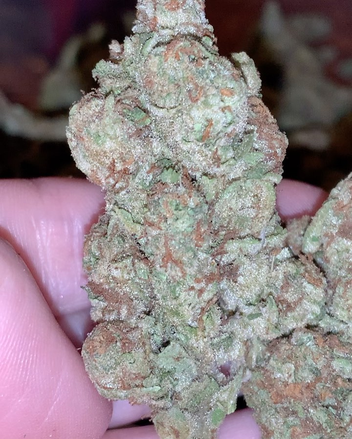 Strain Review Fruit Punch by Heavyweight Seeds The Highest Critic