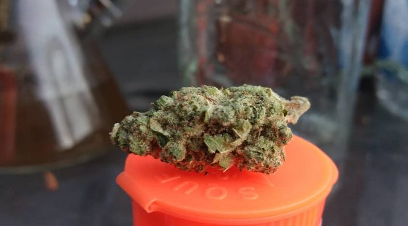 gas mask og by ripped city gardens strain review by pdxstoneman