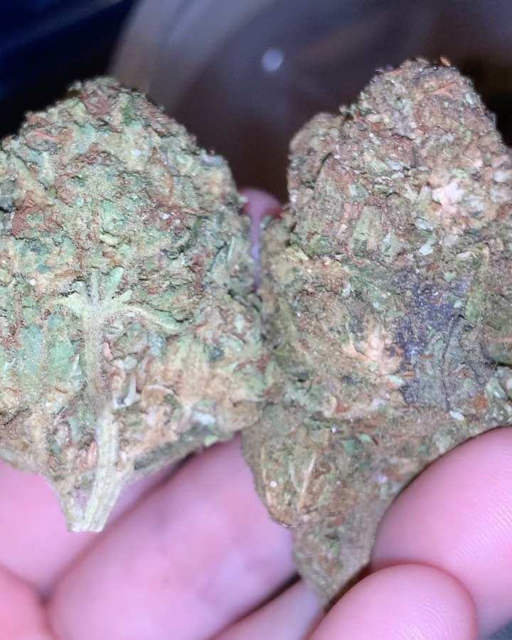 Strain Review: Gelato Aka Larry Bird - The Highest Critic