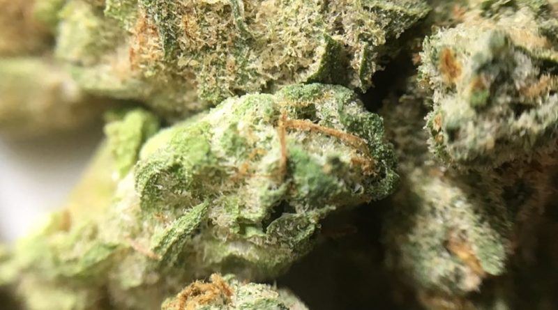 goji margy by muv florida strain review by indicadam