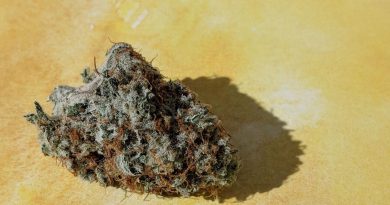 gorilla punch by revolution cannabis strain review by upinsmokesession