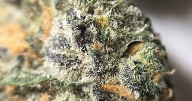 granddaddy purple gdp from thc percentage columbia care strain review by indicadam