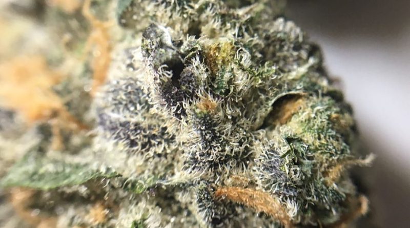 granddaddy purple gdp from thc percentage columbia care strain review by indicadam