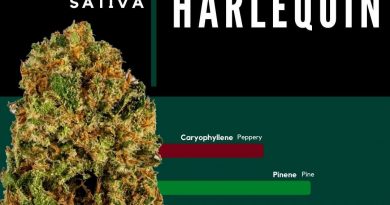harlequin by cresco labs strain review by ohio_marijuana