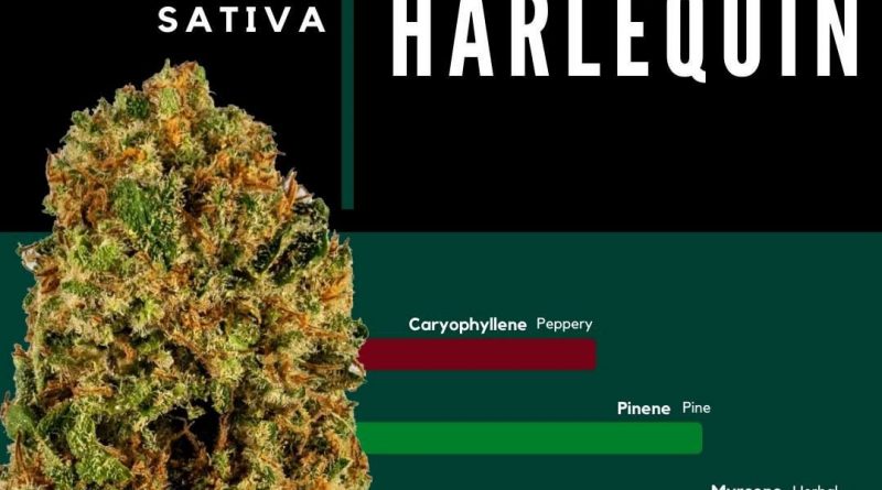 harlequin by cresco labs strain review by ohio_marijuana