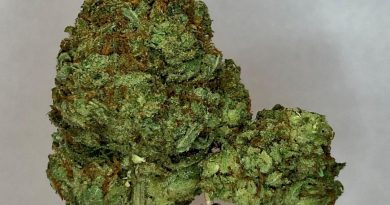 ice cream by paradise seeds strain review by cannabisseur604