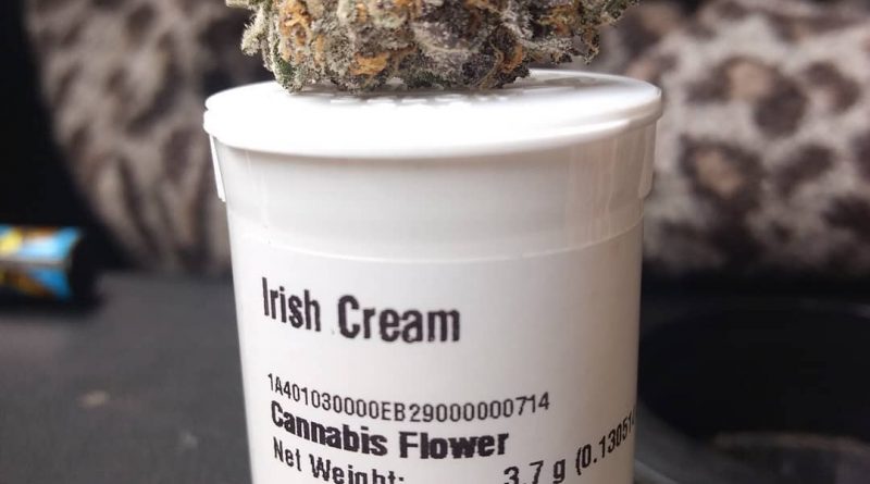 irish cream by high noon strain review by pdxstoneman
