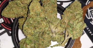 jack frost by goldenseed strain review by sjweedreview