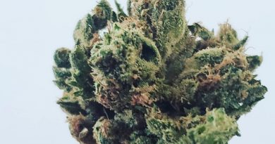 jilly bean strain by subcool's the dank strain review by green.is.for.hope