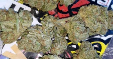 key lime pie by monterey kush co. strain review by sjweedreview