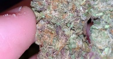 kush mints by seed junky genetics strain review by thatcutecannacouple