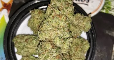 lava cake by lithouse farm strain review by sjweedreview
