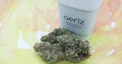 lemon tree by aeriz strain review by upinsmokesession