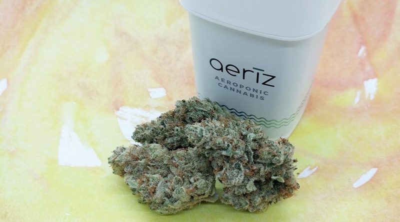 lemon tree by aeriz strain review by upinsmokesession