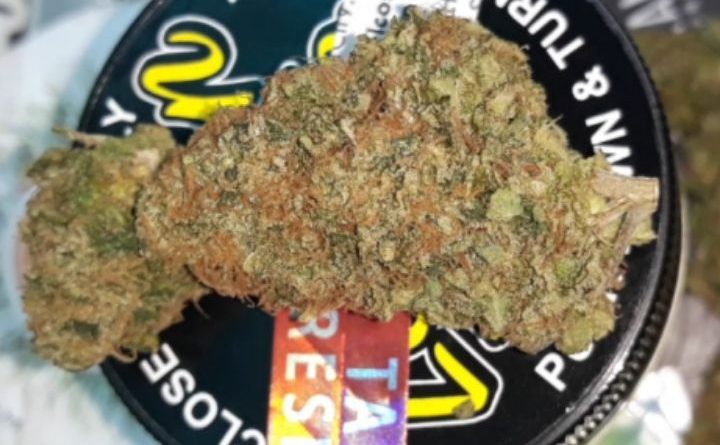 lemon tree from the guild san jose strain review by sjweedreview