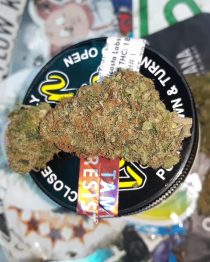 lemon tree from the guild san jose strain review by sjweedreview