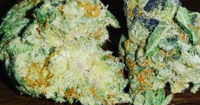 lsd by barney's farm strain review by sticky_haze420