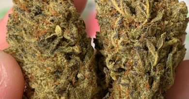 mendo breath by gage green genetics strain review by thatcutecannacouple