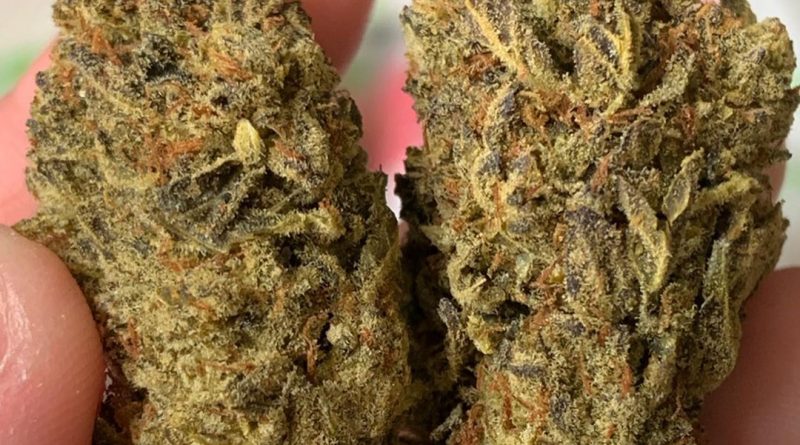 mendo breath by gage green genetics strain review by thatcutecannacouple
