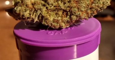 mimosa by high noon cultivation strain review by pdxstoneman