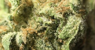 mint chip from columbia care strain review by indicadam