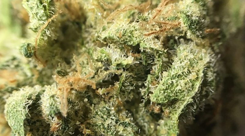 mint chip from columbia care strain review by indicadam