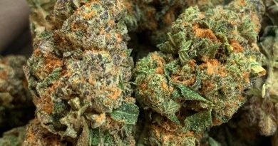 monster cookies by greenpoint seeds strain review by thatcutecannacouple