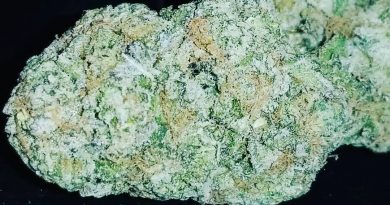 mr. nice guy by sensi seeds strain review by sticky_haze420