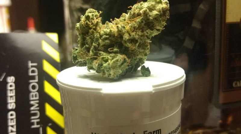 oregon sunset by high winds farm strain review by pdxstoneman