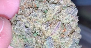 permafrost by rogue buds strain review by thatcutecannacouplepermafrost by rogue buds strain review by thatcutecannacouple