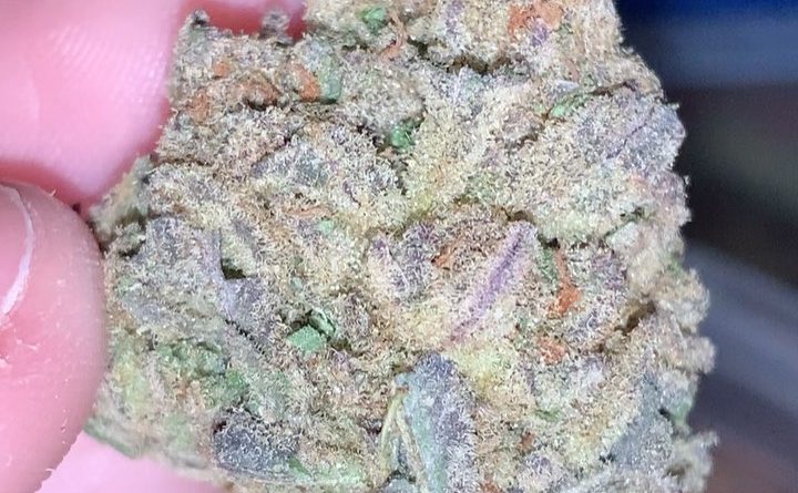 permafrost by rogue buds strain review by thatcutecannacouplepermafrost by rogue buds strain review by thatcutecannacouple