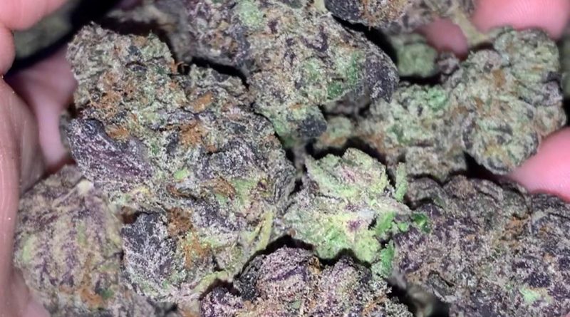 Strain Review: Pink Runtz (Runtz Pheno) - The Highest Critic