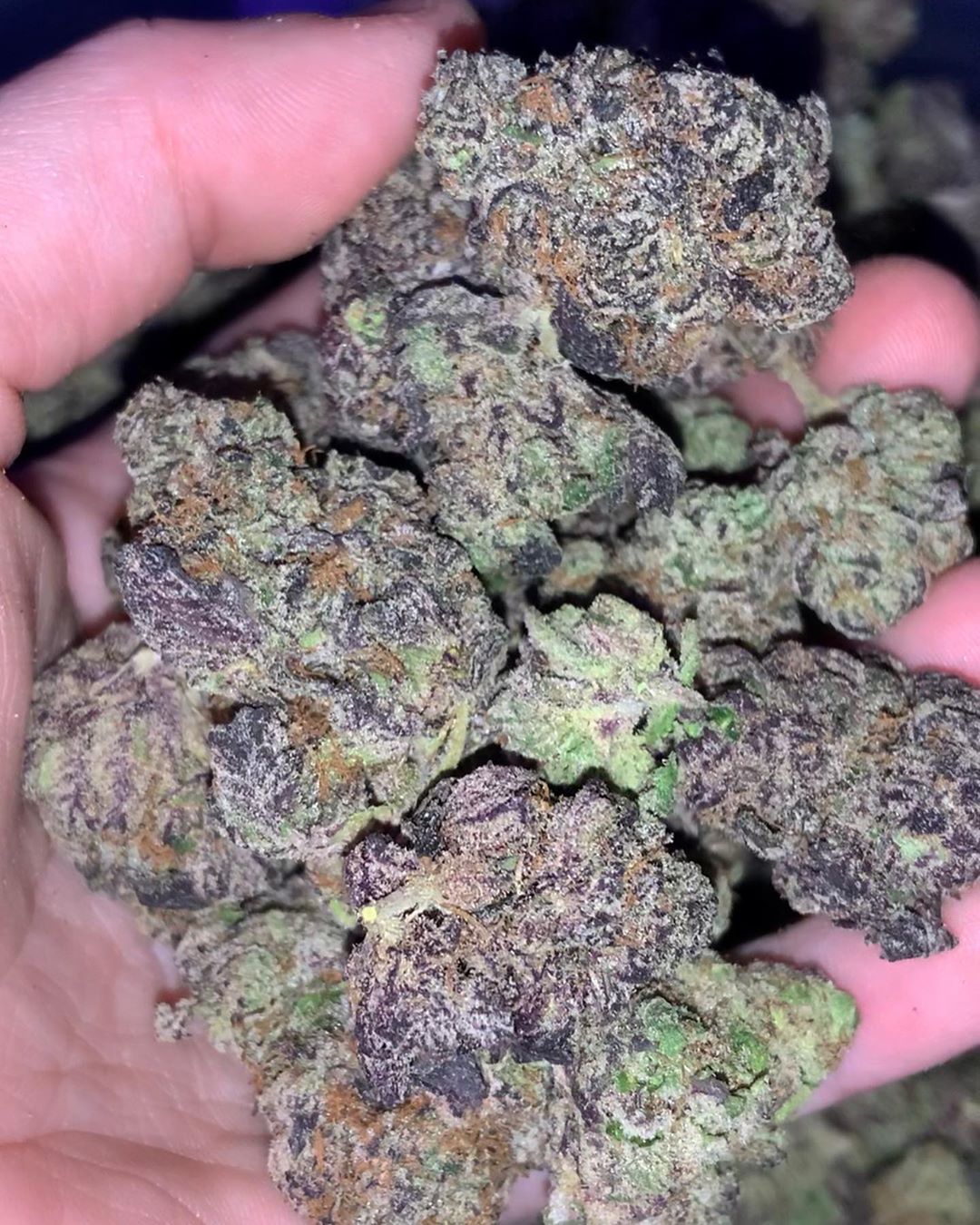 Strain Review: Pink Runtz (Runtz Pheno) - The Highest Critic