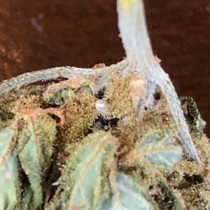 pinnacle hemp moldy buggy outdoor cbd flowers review by consciouscloudscbd pearl