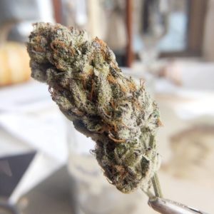 platinum cheez by johnny stomper strain review by pdxstoneman 2