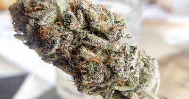 platinum cheez by johnny stomper strain review by pdxstoneman