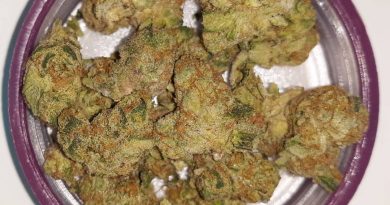 platinum scout by thc design strain review by sjweedreview
