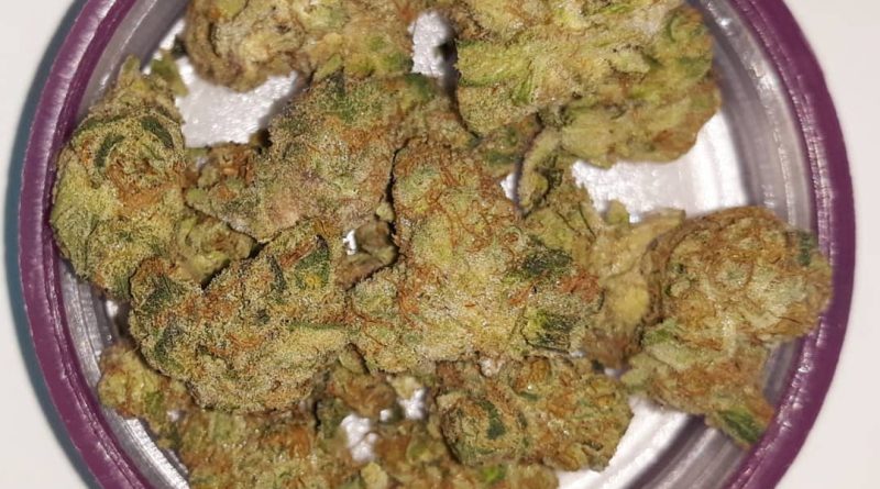 platinum scout by thc design strain review by sjweedreview