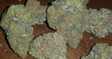 purple gorilla strain review by sticky_haze420