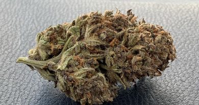 purple kush strain review by trippietropical