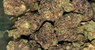 purple punch strain review by thatcutecannacouple