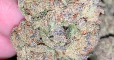 purple trainwreck by humboldt seed organization strain review by thatcutecannacouple