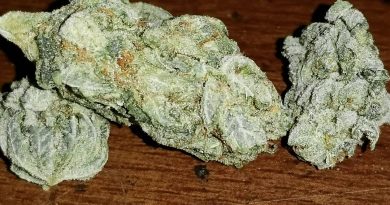 purple urkle by flavour chasers strain review by sticky_haze420