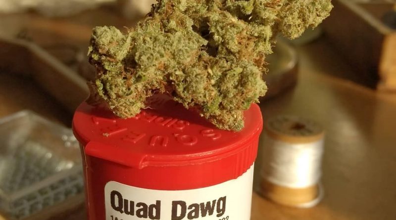 quad dawg by ripped city gardens strain review by pdxstoneman