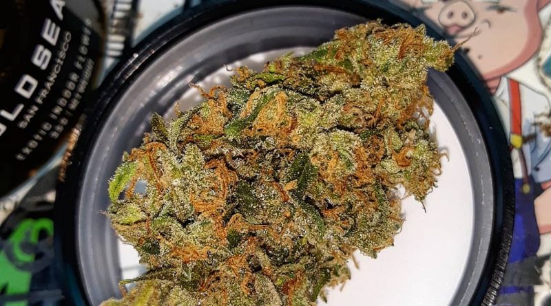red congolese by gold seal sf strain review by sjweedreview